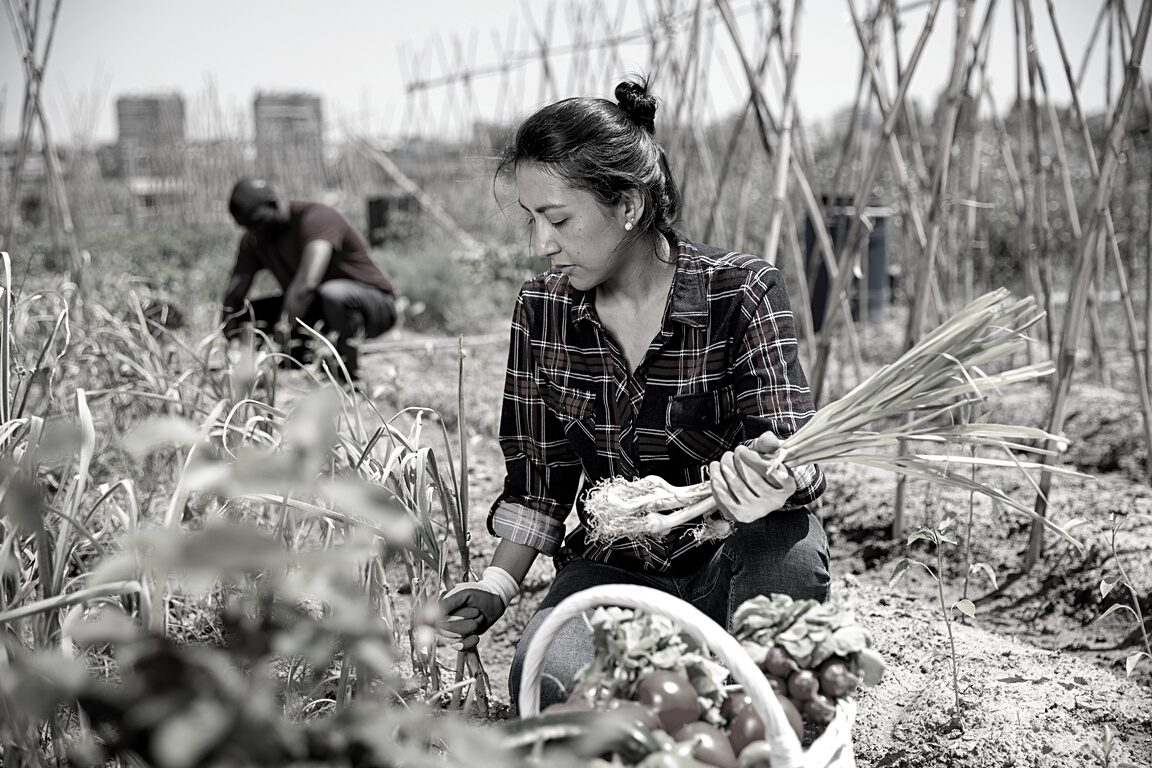 Mexican woman horticulturist picking harvest of garlic